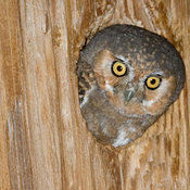 Elf Owl